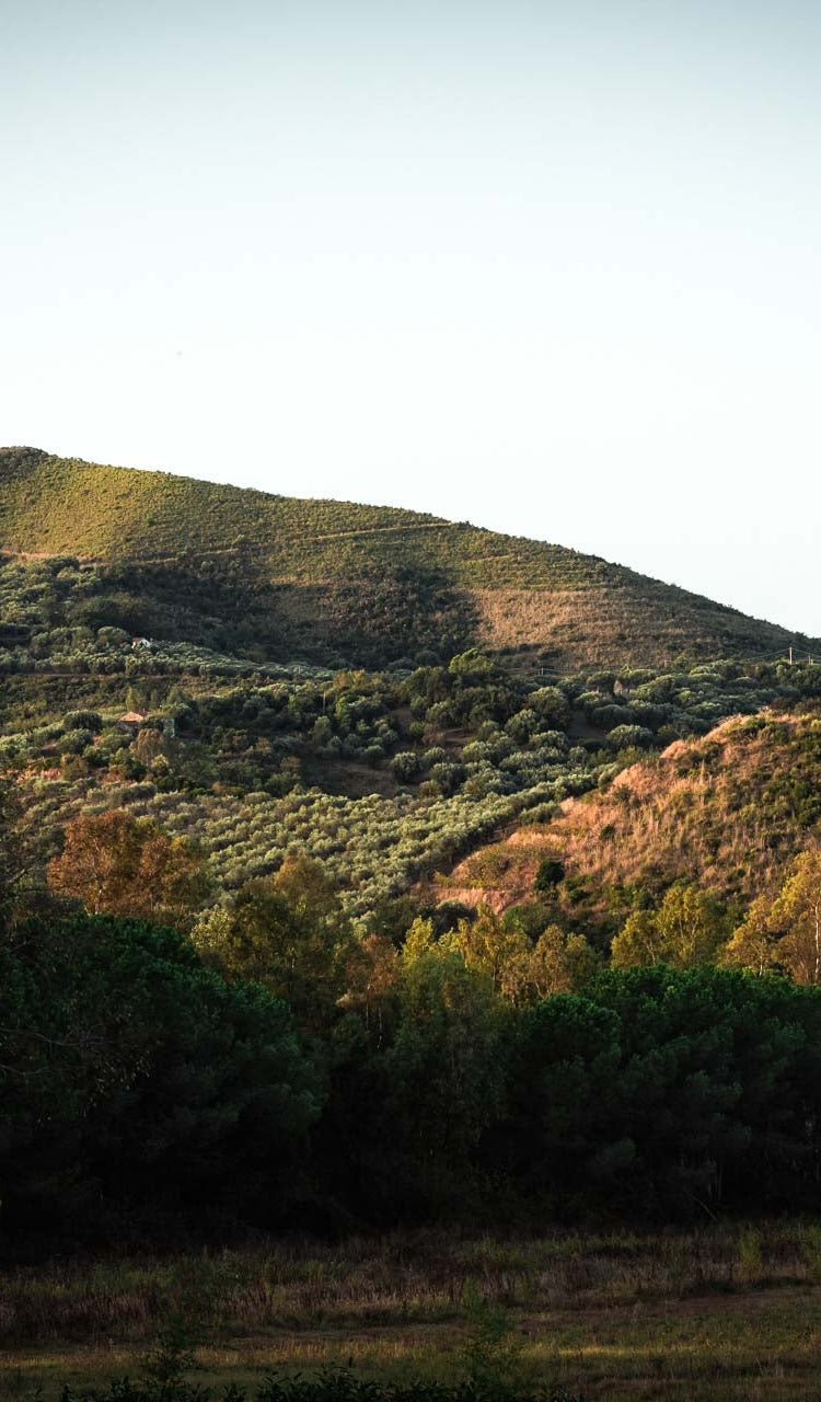 Colline autunnali con alberi