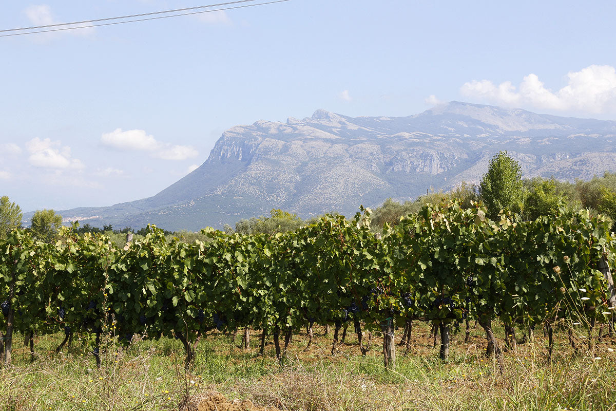 Bottiglie e bicchieri di vino rosso