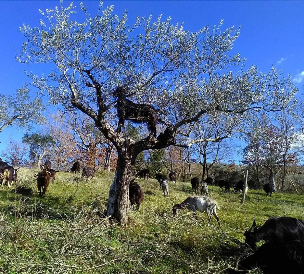 Animali al pascolo sotto un ulivo