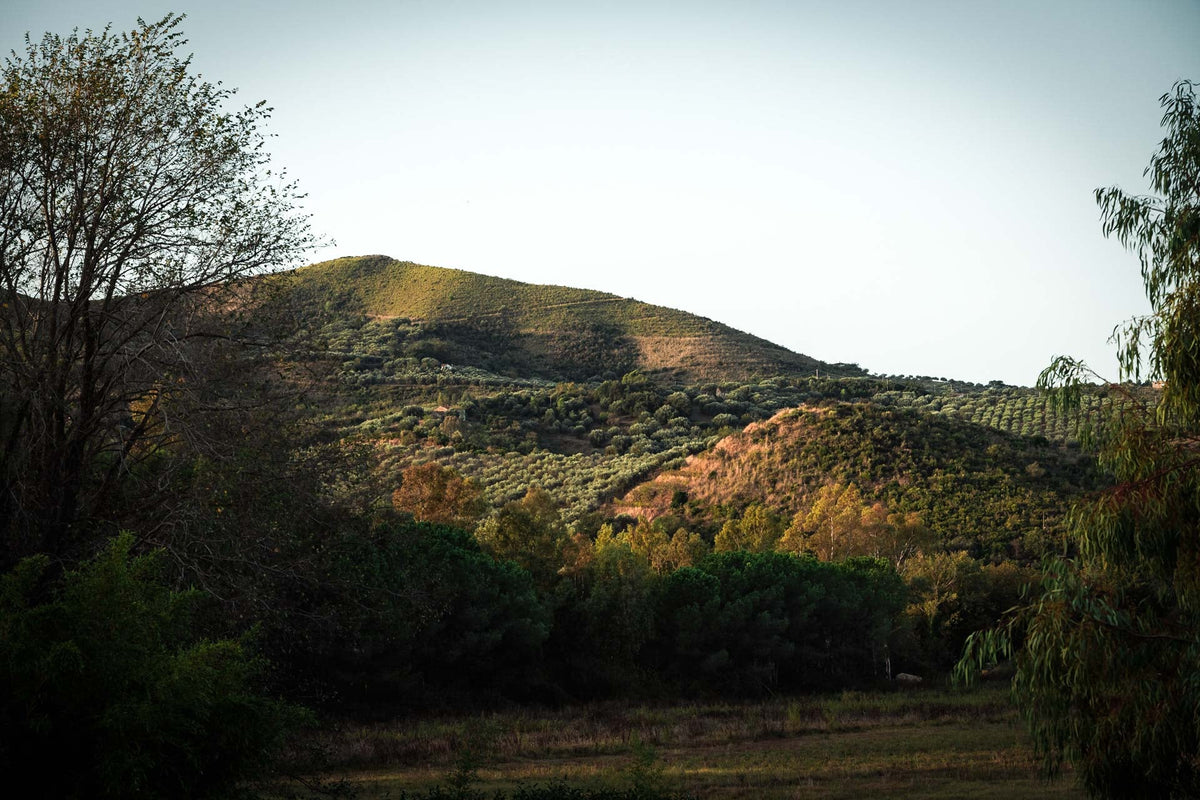Colline autunnali con alberi