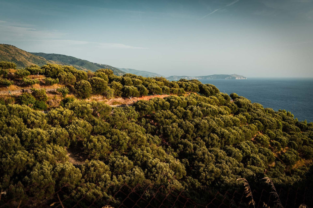 Colline coperte di vegetazione con il mare in lontananza