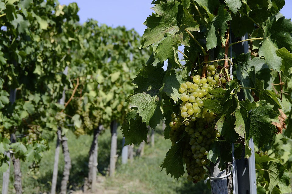 Grappoli d'uva bianca tra le foglie della vite