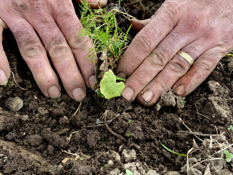 Mani che piantano una piantina di erbe nella terra