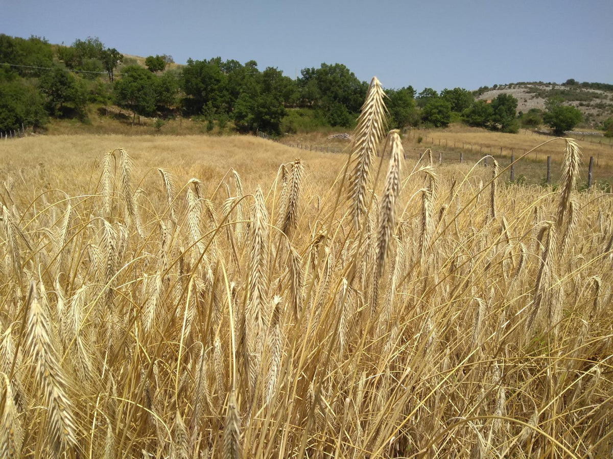 Spighe di grano mature in un campo con alberi sullo sfondo