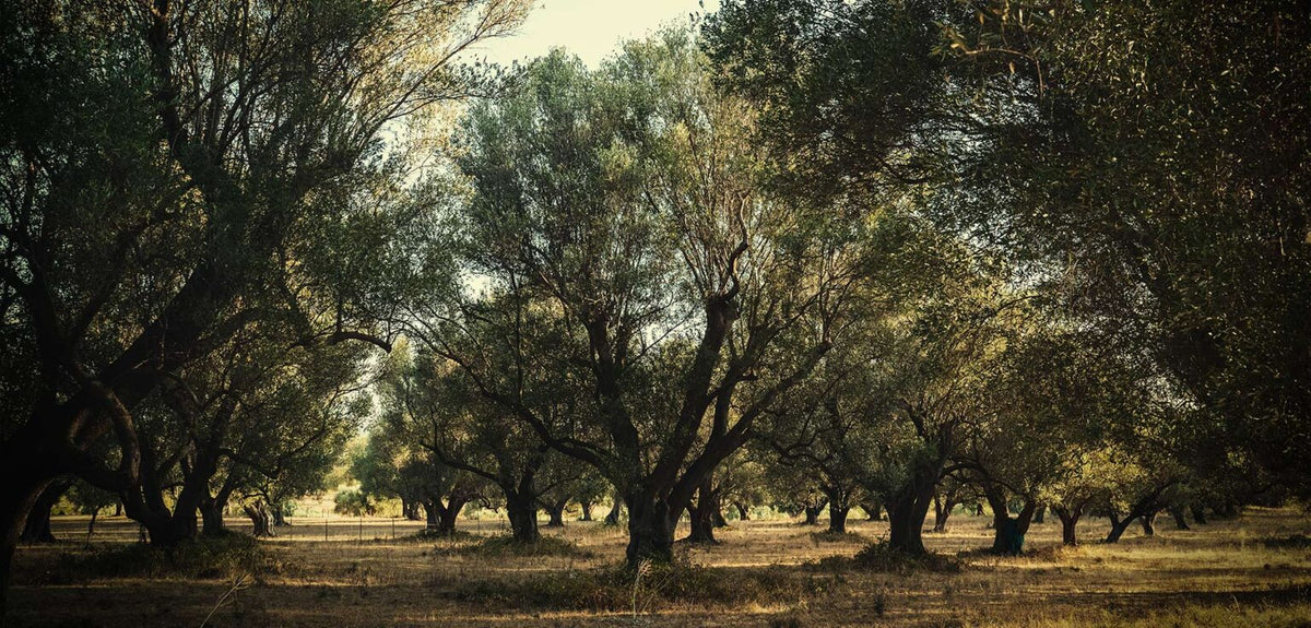 Uliveto con alberi secolari