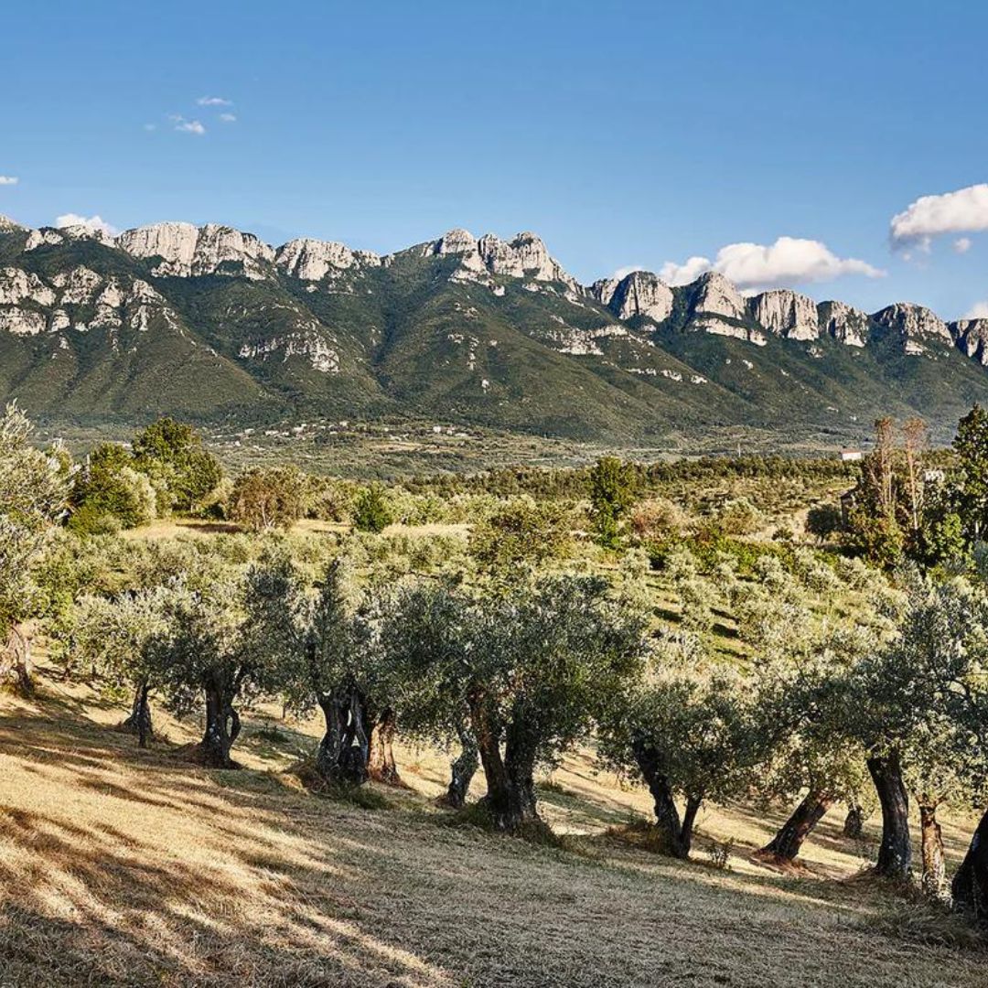 Uliveto con montagne rocciose sullo sfondo